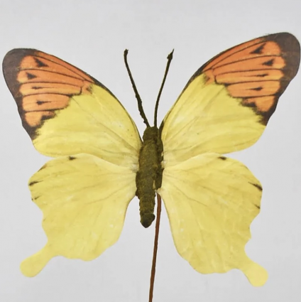 Yellow Butterfly Spray