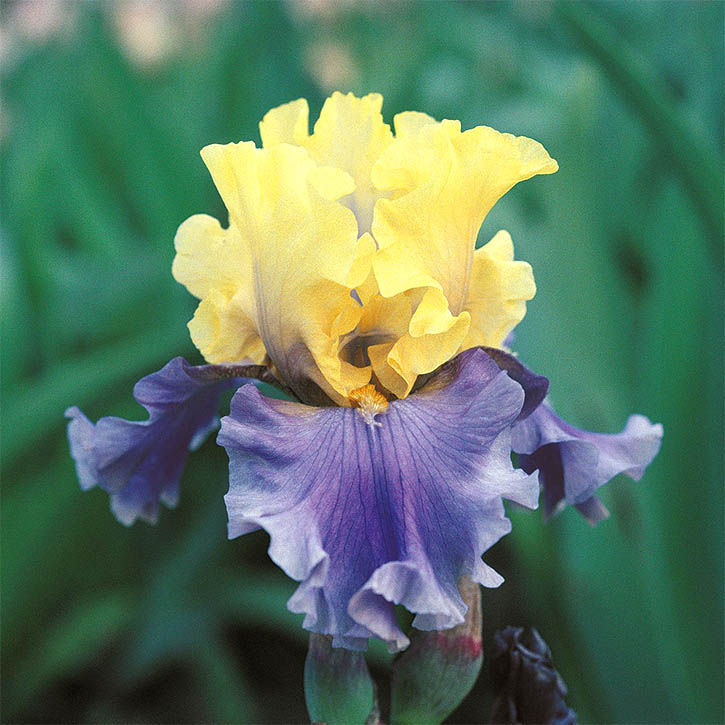 Edith Wolford German Iris