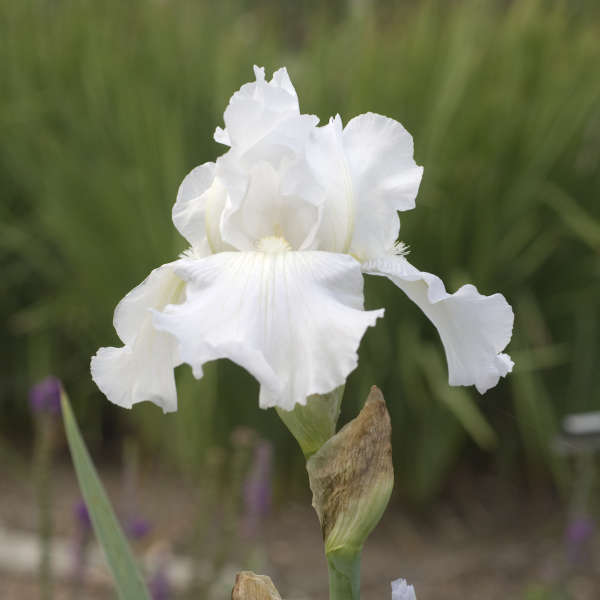 Immortality German Iris