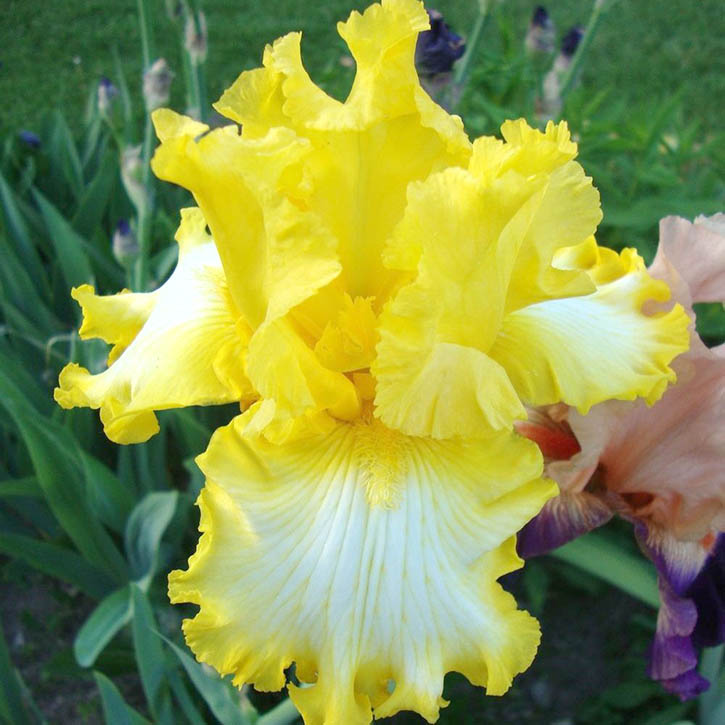 That's All Folks Bearded Iris