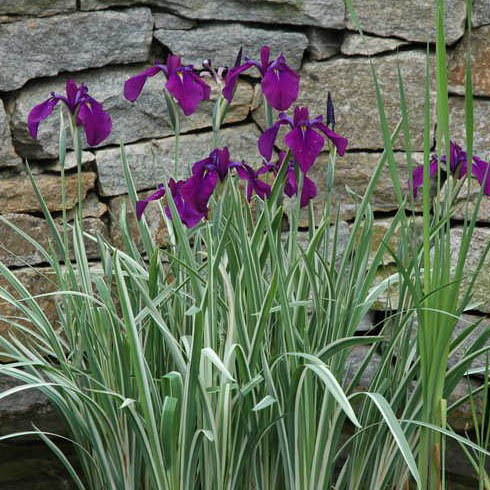 Variegata Japanese Iris