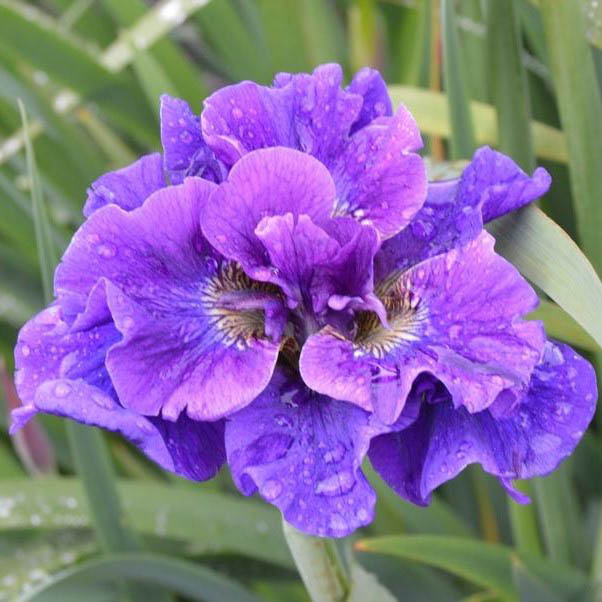 Concord Crush Siberian Iris