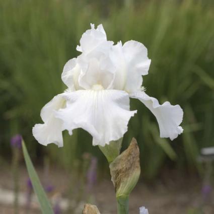 Immortality German Iris