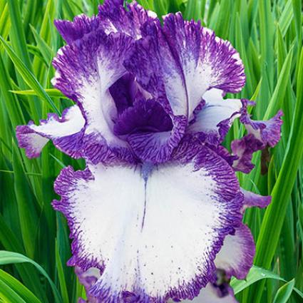 Mariposa Autumn Bearded Iris