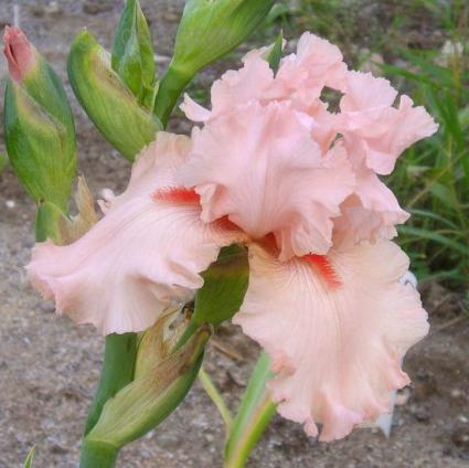 Peggy Sue German Iris
