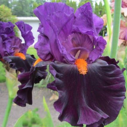 Sharp Dressed Man German Iris