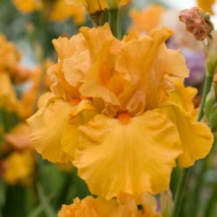 Savannah Sunset Bearded Iris