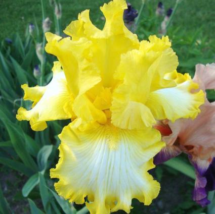 That's All Folks Bearded Iris