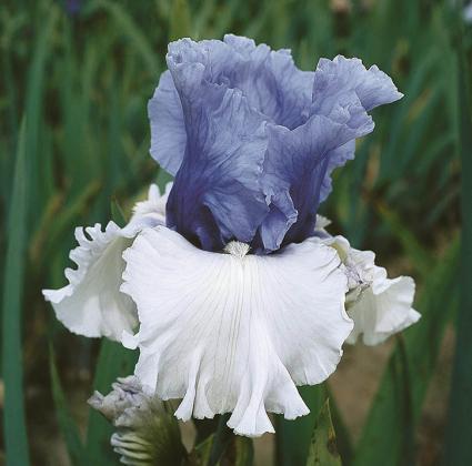 Wintry Sky German Iris