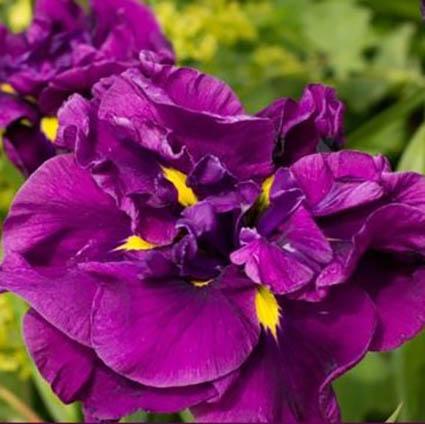 Eileen's Dream Japanese Iris