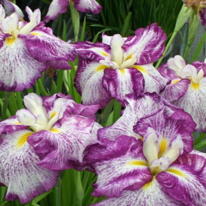 Harlequinesque Japanese Iris