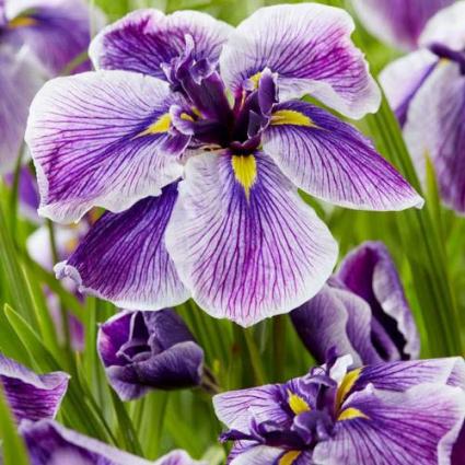 Sundae Japanese Iris