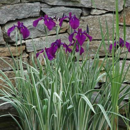 Variegata Japanese Iris