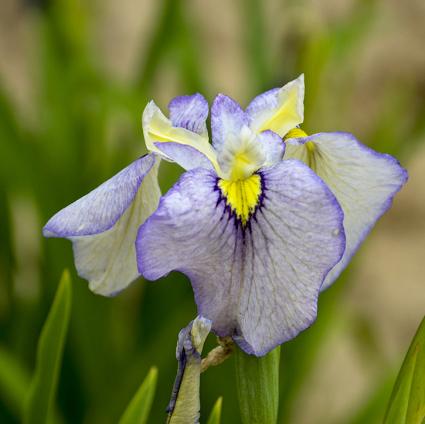 Tsukiyono Pseudata Iris
