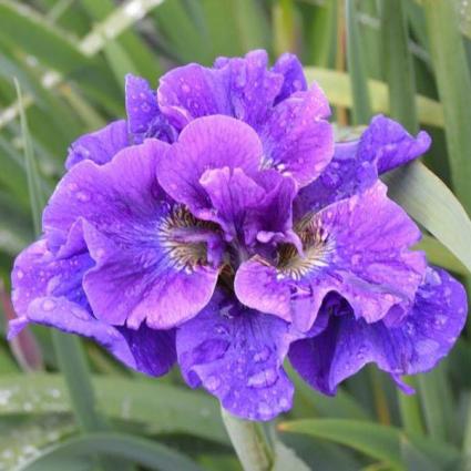 Concord Crush Siberian Iris