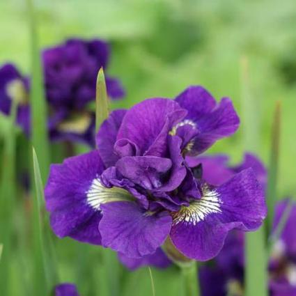 Kaboom Siberian Iris