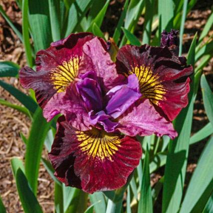 Miss Apple Siberian Iris 1G