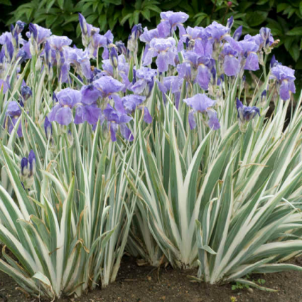 IRIS, MISC