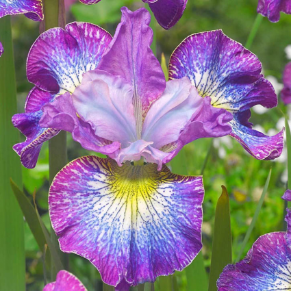 IRIS, SIBERIAN