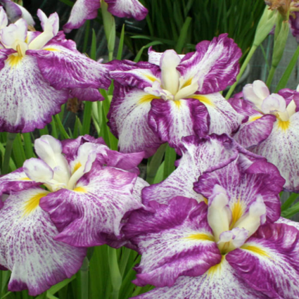 JAPANESE IRIS/ENSATA