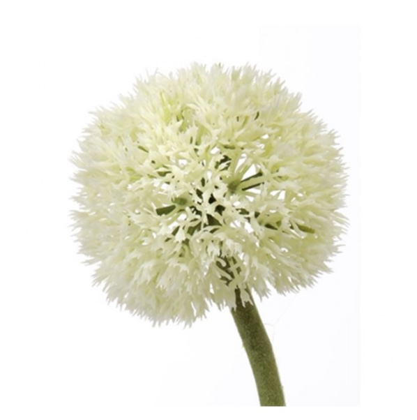 White Allium Stem