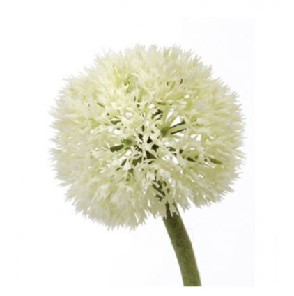 White Allium Stem