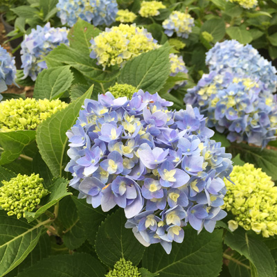 Nantucket Blue Hydrangea | Suburban Lawn & Garden