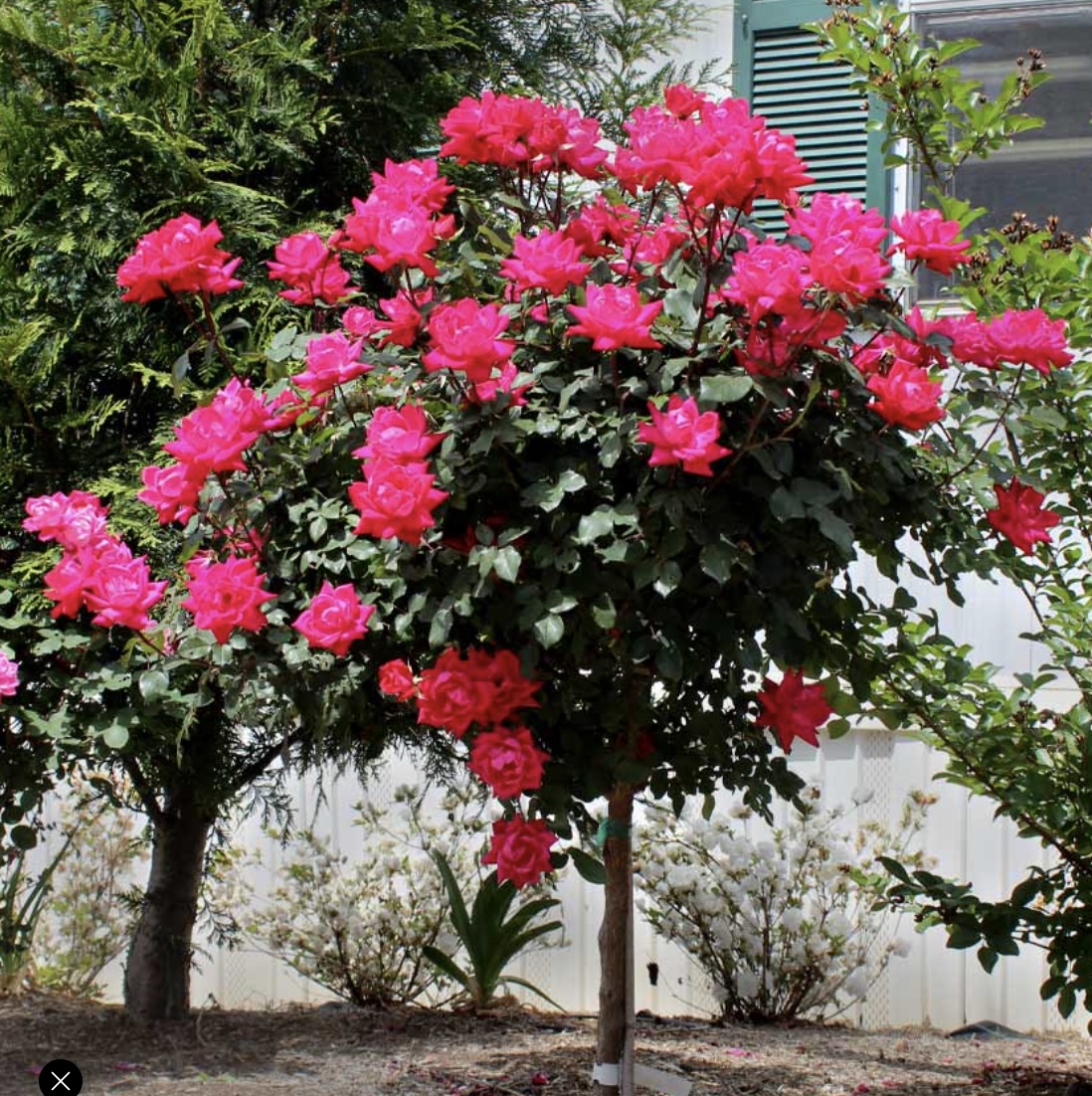 Petite Knock Out Rose Tree  5G