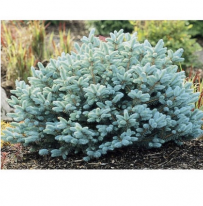 Dwarf Globe Blue Spruce 12"