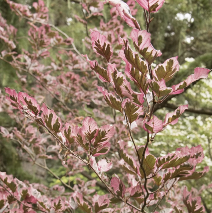 Tricolor Beech Tree 5'