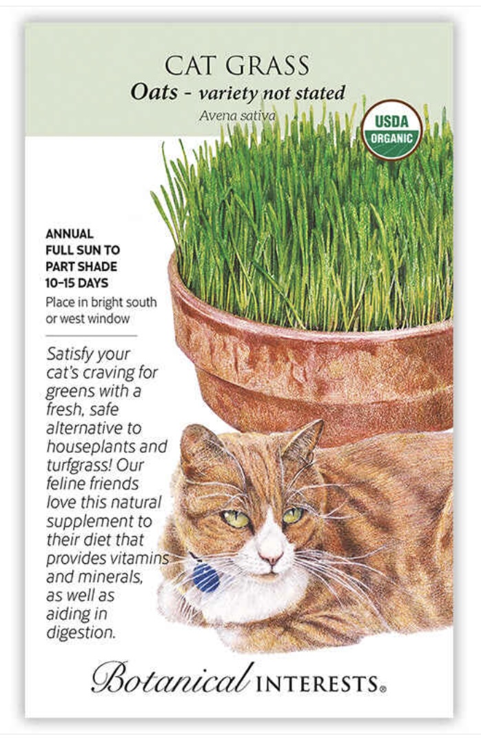 Organic Cat Grass Seeds