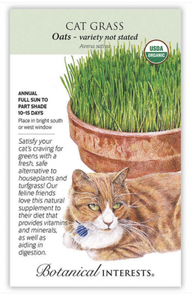 Organic Cat Grass Seeds