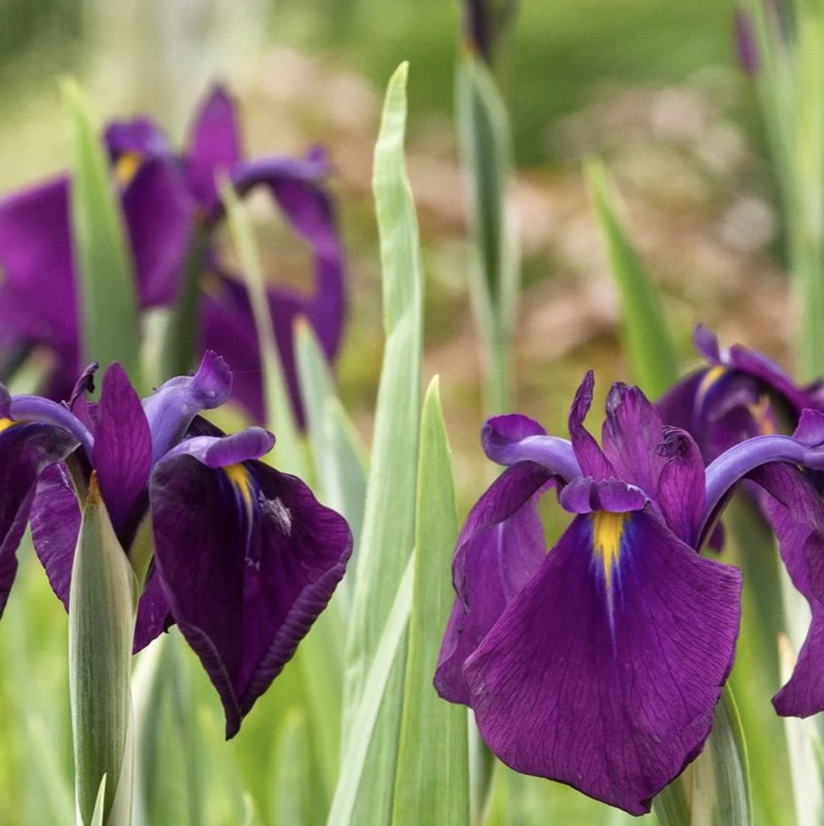 Variegated Japanese Water Iris 1G