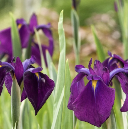 Variegated Japanese Water Iris 1G