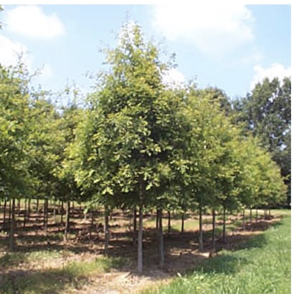 Scarlet Oak 2.5"