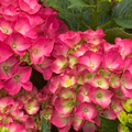 HYDRANGEA, CITYLINE PARIS 2 GAL