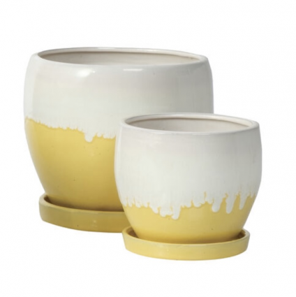 Nicola Yellow  Petits Pots w/attached saucer 8.25"