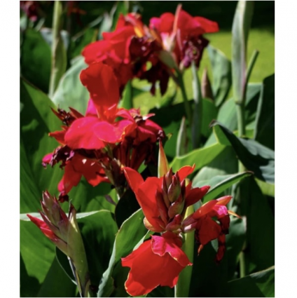 Red Dazzler Canna (1 Bulb)