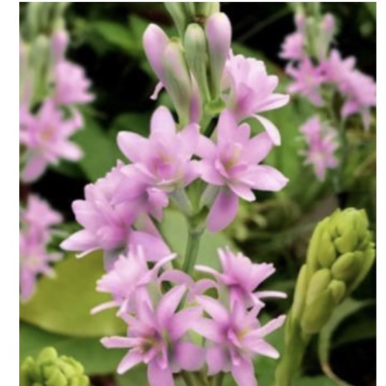 Pink Parfait Polianthes Bulbs (3 Bulbs)