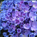 Let's Dance® Rhythmic Blue® Reblooming Hydrangea 2G