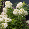 HYDRANGEA, LITTLE LIME 2 GALLON