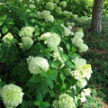 HYDRANGEA, LIMELIGHT 7 GALLON
