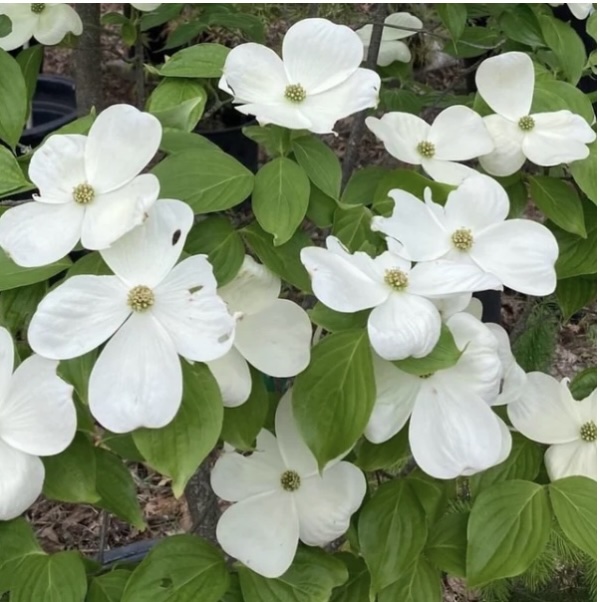 DOGWOOD, CELESTIAL SHADOW 10 GAL