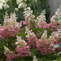 Pinky Winky® Panicle Hydrangea 3-5G