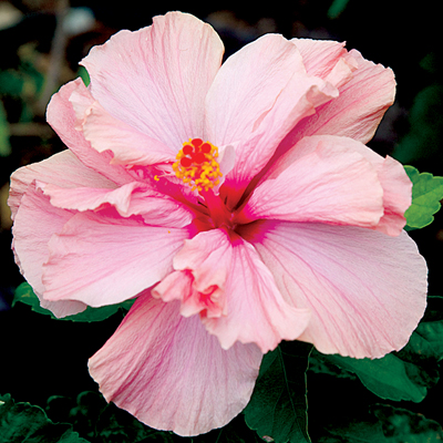 Double Pink Rose of Sharon 'Althea' 3-5 gal.   