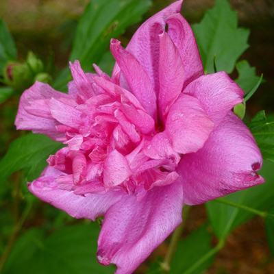 Double Red Rose of Sharon 'Althea' 3-5G