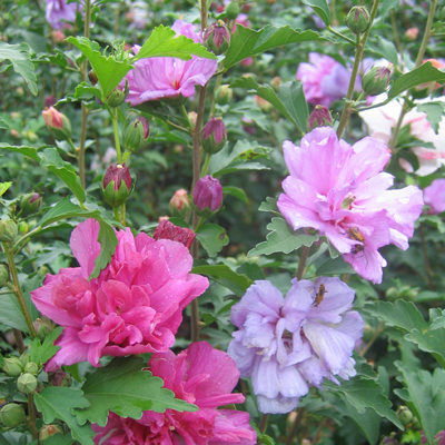 Fireworks Double Rose of Sharon 'Althea' 3-5 gal  