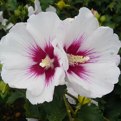 Helene Rose of Sharon 'Althea '3-5 gal