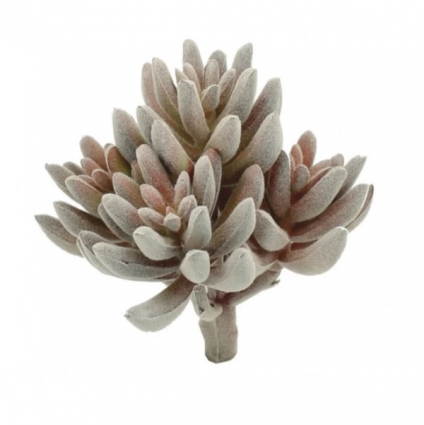 Copper Crassula Pick  3"W X 3"H 