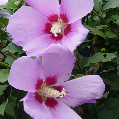 Minerva Rose of Sharon 'Althea' 3-5 gal